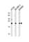 Heart And Neural Crest Derivatives Expressed 1 antibody, abx028036, Abbexa, Western Blot image 