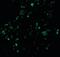 Baculoviral IAP Repeat Containing 2 antibody, orb86537, Biorbyt, Immunofluorescence image 