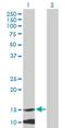 Mitochondrial Ribosomal Protein L42 antibody, H00028977-B01P, Novus Biologicals, Western Blot image 