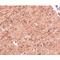 Ceramide Synthase 5 antibody, LS-C82889, Lifespan Biosciences, Immunohistochemistry paraffin image 