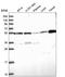Ring Finger Protein 168 antibody, HPA046109, Atlas Antibodies, Western Blot image 