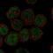 UNC Homeobox antibody, NBP2-56480, Novus Biologicals, Immunocytochemistry image 