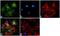 Voltage Dependent Anion Channel 1 antibody, 710606, Invitrogen Antibodies, Immunofluorescence image 