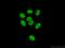 Zinc finger protein 828 antibody, 26315-1-AP, Proteintech Group, Immunofluorescence image 
