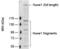 HECT, UBA And WWE Domain Containing E3 Ubiquitin Protein Ligase 1 antibody, BML-PW0950-0025, Enzo Life Sciences, Western Blot image 