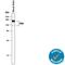 Neurotrophic Receptor Tyrosine Kinase 3 antibody, AF1404, R&D Systems, Western Blot image 