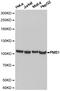 PMS1 Homolog 1, Mismatch Repair System Component antibody, LS-C192863, Lifespan Biosciences, Western Blot image 