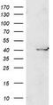 PON antibody, CF502612, Origene, Western Blot image 