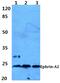 ELF-1 antibody, PA5-75215, Invitrogen Antibodies, Western Blot image 