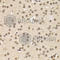 CAMP Responsive Element Binding Protein 1 antibody, A1189, ABclonal Technology, Immunohistochemistry paraffin image 