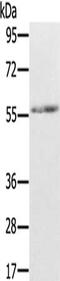 REC8 Meiotic Recombination Protein antibody, CSB-PA778066, Cusabio, Western Blot image 