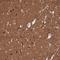 Transmembrane Protein 88B antibody, NBP2-38078, Novus Biologicals, Immunohistochemistry frozen image 