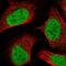 Bbp antibody, NBP2-13436, Novus Biologicals, Immunofluorescence image 