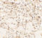CLEC7A antibody, A02731, Boster Biological Technology, Immunohistochemistry frozen image 