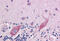 Double PHD Fingers 2 antibody, MBS245637, MyBioSource, Immunohistochemistry frozen image 
