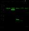 Serine Peptidase Inhibitor, Kunitz Type 1 antibody, 11742-RP01, Sino Biological, Western Blot image 