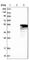 RIB43A Domain With Coiled-Coils 1 antibody, HPA021613, Atlas Antibodies, Western Blot image 