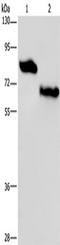 Nectin Cell Adhesion Molecule 3 antibody, TA350225, Origene, Western Blot image 