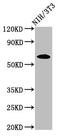 Involucrin antibody, CSB-PA011922LA01HU, Cusabio, Western Blot image 