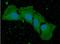 Bone Morphogenetic Protein 8b antibody, NBP2-42693, Novus Biologicals, Immunocytochemistry image 