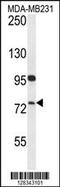 Helicase For Meiosis 1 antibody, 55-288, ProSci, Western Blot image 