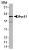 MUS81 Structure-Specific Endonuclease Subunit antibody, NB100-2064, Novus Biologicals, Western Blot image 