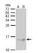 Replication Protein A3 antibody, NB100-159, Novus Biologicals, Western Blot image 