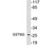 Glutathione S-transferase Mu 2 antibody, LS-C199879, Lifespan Biosciences, Western Blot image 