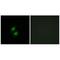 Zinc Finger With KRAB And SCAN Domains 5 antibody, A14633, Boster Biological Technology, Immunohistochemistry frozen image 