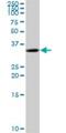 Chromosome 5 Open Reading Frame 51 antibody, H00285636-B01P, Novus Biologicals, Western Blot image 