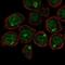 TULA antibody, NBP2-48637, Novus Biologicals, Immunofluorescence image 