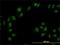 Cullin Associated And Neddylation Dissociated 1 antibody, H00055832-M01, Novus Biologicals, Immunocytochemistry image 