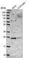 Golgi SNAP Receptor Complex Member 2 antibody, HPA048956, Atlas Antibodies, Western Blot image 