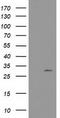 Nucleotide Binding Protein Like antibody, LS-C337527, Lifespan Biosciences, Western Blot image 
