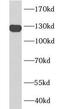 CD31 antibody, FNab01464, FineTest, Western Blot image 