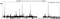 Lysine-specific demethylase 5C antibody, A301-034A, Bethyl Labs, Chromatin Immunoprecipitation image 