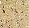RCC1 And BTB Domain Containing Protein 2 antibody, LS-C168722, Lifespan Biosciences, Immunohistochemistry frozen image 