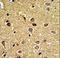 RCC1 And BTB Domain Containing Protein 2 antibody, LS-C168722, Lifespan Biosciences, Immunohistochemistry frozen image 