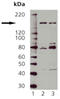 Nitric Oxide Synthase 1 antibody, ADI-KAP-NO030-F, Enzo Life Sciences, Western Blot image 