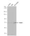 Tripartite Motif Containing 25 antibody, NBP2-20710, Novus Biologicals, Western Blot image 