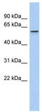 Tubby-related protein 1 antibody, TA334014, Origene, Western Blot image 