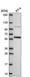 Interferon Regulatory Factor 6 antibody, PA5-67409, Invitrogen Antibodies, Western Blot image 