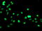 General Transcription Factor IIF Subunit 1 antibody, LS-C337456, Lifespan Biosciences, Immunofluorescence image 