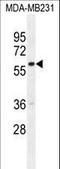 G Protein Nucleolar 3 Like antibody, LS-C166564, Lifespan Biosciences, Western Blot image 