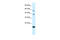 BolA Family Member 1 antibody, 27-497, ProSci, Western Blot image 