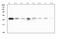 RAB27A, Member RAS Oncogene Family antibody, M01608, Boster Biological Technology, Western Blot image 