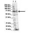 WW Domain Binding Protein 11 antibody, NBP1-54648, Novus Biologicals, Western Blot image 