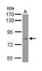 Integrator Complex Subunit 9 antibody, GTX116266, GeneTex, Western Blot image 