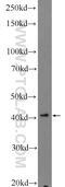 Ring Finger Protein 38 antibody, 25132-1-AP, Proteintech Group, Western Blot image 