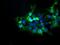 Diphthamide Biosynthesis 2 antibody, MA5-25995, Invitrogen Antibodies, Immunocytochemistry image 